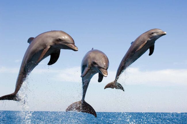 male-bottlenose-dolphins-synchronise-their-calls-to-attract-females male-bottlenose-dolphins-synchronise-their-calls-to-attract-females