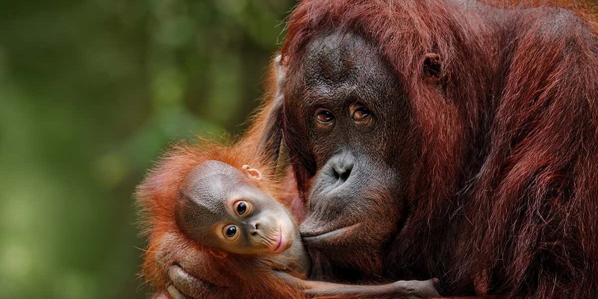 orangutans-and-other-great-apes-under-threat-from-covid-19-pandemic orangutans-and-other-great-apes-under-threat-from-covid-19-pandemic