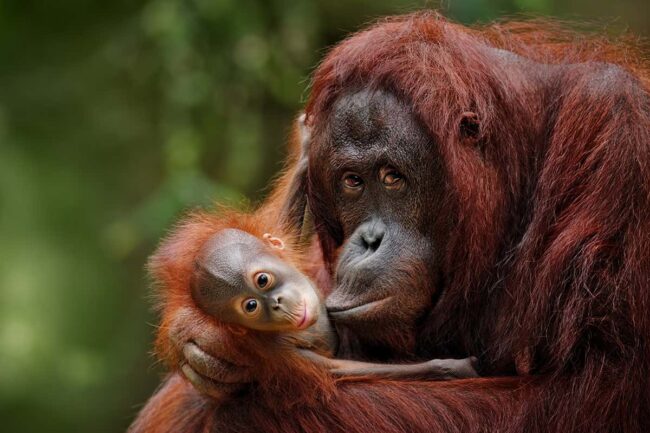 orangutans-and-other-great-apes-under-threat-from-covid-19-pandemic orangutans-and-other-great-apes-under-threat-from-covid-19-pandemic