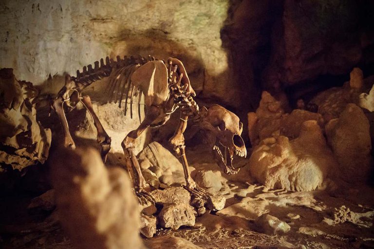 Europe’s cave bears may have died out because of their large sinuses