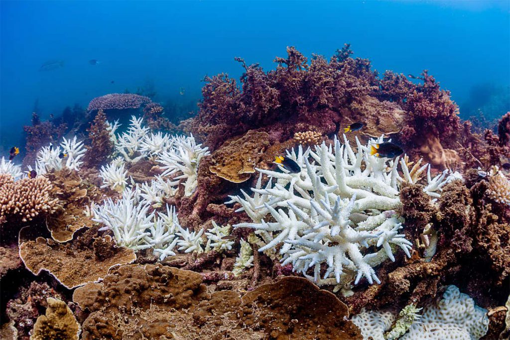 the-great-barrier-reef-has-suffered-its-most-widespread-bleaching-yet