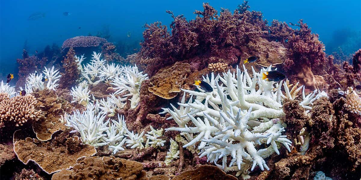 the-great-barrier-reef-has-suffered-its-most-widespread-bleaching-yet the-great-barrier-reef-has-suffered-its-most-widespread-bleaching-yet
