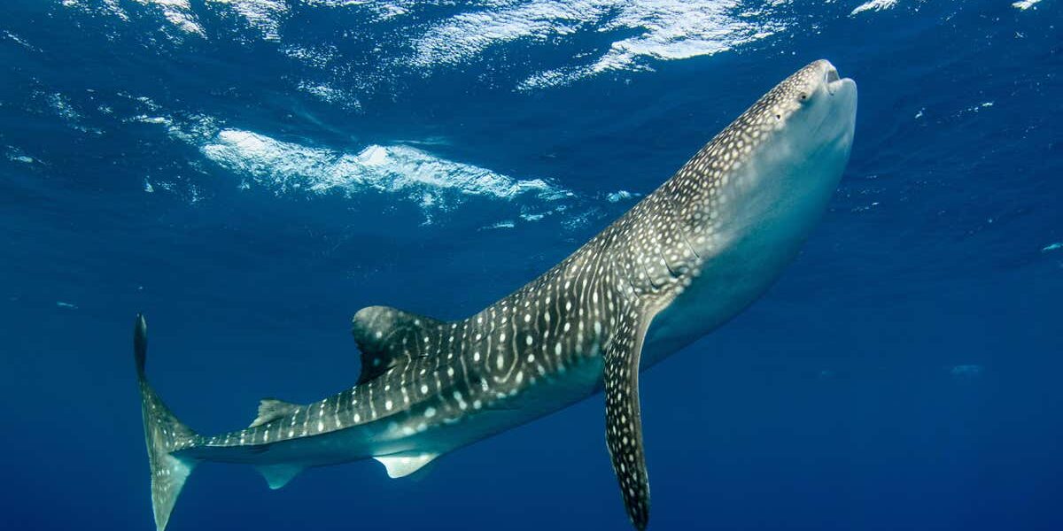 whale-sharks-can-live-for-at-least-50-years-–-and-probably-longer whale-sharks-can-live-for-at-least-50-years-–-and-probably-longer