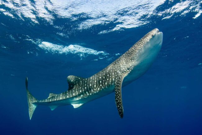 whale-sharks-can-live-for-at-least-50-years-–-and-probably-longer whale-sharks-can-live-for-at-least-50-years-–-and-probably-longer