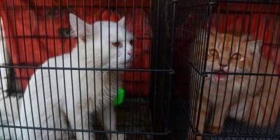 pets-found-positive-for-covid-19-must-be-quarantied pets-found-positive-for-covid-19-must-be-quarantied