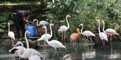mazpa-appeals-for-aid-for-wildlife mazpa-appeals-for-aid-for-wildlife