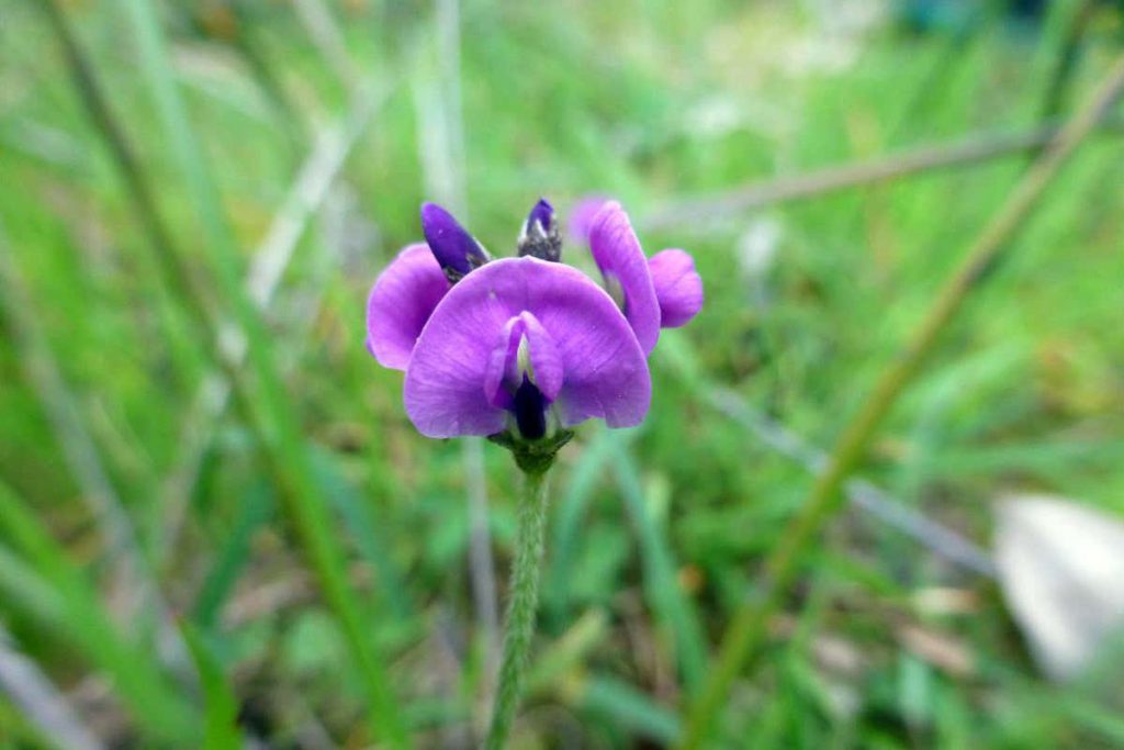 rare-herb-devastated-by-australian-bush-fires-saved-by-seed-bank